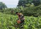 Sinergitas Polri Bersama Warga Desa Gempol Melaksanakan Penanaman Pohon Jagung
