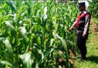 Dukung Ketahanan Pangan, Anggota Polsek Rengasdengklok Adakan Pengecekan Tanaman Jagung