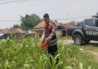 Sinergitas Polri Bersama Warga Desa Gempol Melaksanakan Penanaman Pohon Jagung