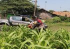 Sinergitas Polri Bersama Warga Desa Gempol Melaksanakan Penanaman Pohon Jagung