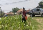 Sinergitas Polri Bersama Warga Desa Gempol Melaksanakan Penanaman Pohon Jagung
