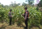 Pastikan Tanaman Tumbuh Subur, Anggota Samapta Laksanakan Patroli Sekaligus Pengecekan Tanaman Jagung