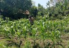 Anggota Polsek Batujaya melakukan Pengecekan Tanaman Jagung di Lahan LBS Desa Kutaampel