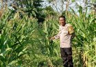 Bhabinkamtibmas Polsek Rengasdengklok, Giat Pengecekan Tanaman Jagung Ketahanan Pangan