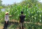 Anggota Polsek Batujaya melakukan Pengecekan Tanaman Jagung di Lahan LBS Desa Kutaampel