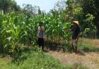 Anggota Polsek Batujaya melakukan Pengecekan Tanaman Jagung di Lahan LBS Desa Kutaampel Kecamatan Batujaya