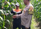 Bhabinkamtibmas Polsek Klari Kontrol Perkembangan Pertumbuhan Tanaman Jagung Hibrida ‎