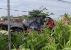Sinergitas Polri Bersama Warga Desa Gempol Melaksanakan Penanaman Pohon Jagung