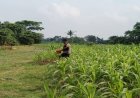 Sinergitas Polri Melaksanakan Penyiraman Pohon Jagung Desa Gempol