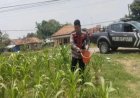Sinergitas Polri Melaksanakan Penyiraman Pohon Jagung Desa Gempol