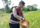 Sinergitas Polri Melaksanakan Penyiraman Pohon Jagung Desa Gempol