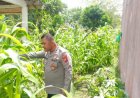 Polsek Pedes Monitoring Pertumbuhan Tanaman Jagung Dalam Rangka Ketahanan Pangan Nasional
