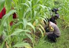Bhabinkamtibmas Polsek Klari Bersama Warga Desa Cimahi Lakukan Pengecekan dan Perawatan Jagung Hibrida