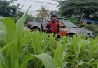 Sinergitas Polri Melaksanakan Penyiraman Pohon Jagung Desa Gempol
