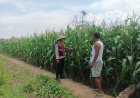 Anggota Polsek Batujaya melakukan Pengecekan Tanaman Jagung di Wilayah Kecamatan Batujaya