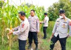 Mendekati Masa Panen, Personil Polsek Rengasdengklok Dampingi Kabag SDM Polres Karawang Pengecekan Lahan Jagung