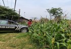 Sinergitas Polri Melaksanakan Penyiraman Pohon Jagung Desa Gempol