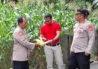 Kapolsek Bersama Personil Połsek Jatisari Cek Tanaman Jagung