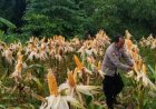 Polsek Jatisari Cek Tanaman Jagung, Pastikan Tumbuh Dalam Keadaan Bagus