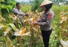 Persiapan Panen raya Jagung Program Ketahanan Pangan, Personil Polsek Rengasdengklok Laksanakan Monitoring
