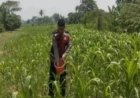 Bhabinkamtibmas Polsek Banyusari Bersama Petani Monitoring Pertumbuhan Tanaman Jagung
