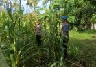 Personil Polsek Tempuran Dukung Program Ketahanan Pangan, Rutin Perawatan dan Pemeliharaan lahan yang di tanami Jagung.