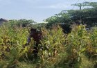 Bhabinkamtibmas Polsek Banyusari Bersama Petani Monitoring Pertumbuhan Tanaman Jagung