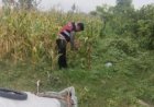 Bhabinkamtibmas Polsek Banyusari Bersama Petani Monitoring Pertumbuhan Tanaman Jagung