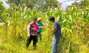 Anggota Polsek Batujaya melakukan Pengecekan Tanaman Jagung di Lahan LBS Desa Kutaampel