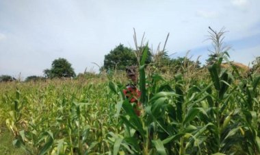 Sinergitas Polri Melaksanakan Penyiraman Pohon Jagung Desa Gempol