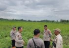 Kapolsek Cikampek Dampingi Kabag SDM Polres Karawang Cek Lahan Jagung 