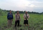 Bhabinkamtibmas Polsek Banyusari Bersama Petani Monitoring Pertumbuhan Tanaman Jagung