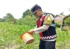 Bhabinkamtibmas Polsek Banyusari Bersama Petani Monitoring Pertumbuhan Tanaman Jagung
