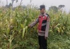 Bhabinkamtibmas Polsek Banyusari Bersama Petani Monitoring Pertumbuhan Tanaman Jagung