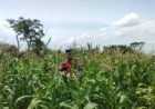 Bhabinkamtibmas Polsek Banyusari Bersama Petani Monitoring Pertumbuhan Tanaman Jagung