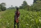Bhabinkamtibmas Polsek Banyusari Bersama Petani Monitoring Pertumbuhan Tanaman Jagung