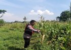 Bhabinkamtibmas Polsek Banyusari Bersama Petani Monitoring Pertumbuhan Tanaman Jagung