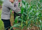 Agar Hasil Panen Optimal , Personil Polsek Cikampek Cek Perkembangan Tanaman Jagung di Lahan ExTimor 