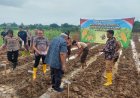 Dalam Rangka Mendukung Swasembada Pangan Polsek Purwasari Polres Karawang Kembali Menanam Jagung Hibrida