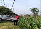 Bhabinkamtibmas Polsek Banyusari Bersama Petani Monitoring Pertumbuhan Tanaman Jagung