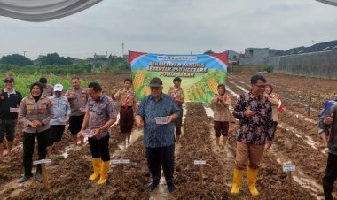 Dalam Rangka Mendukung Swasembada Pangan Polsek Purwasari Polres Karawang Kembali Menanam Jagung Hibrida