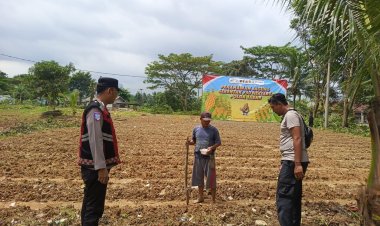 Dukung Ketahanan Pangan, Kapolsek Pangkalan bersama Poktan Monitoring Pertumbuhan Lahan Jagung di Desa Jatilaksana